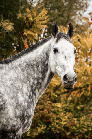 Ruin Anglo-Arabier Te koop 2017 Schimmel