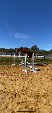 Ruin Selle Français Te koop 2022 Vos ,  Firth of Lorne