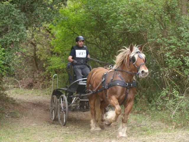 Rijtuigen - Marathon competitie - Ander merk -  