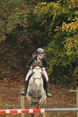 Ruin Bekend ras Te koop 2020 Schimmel