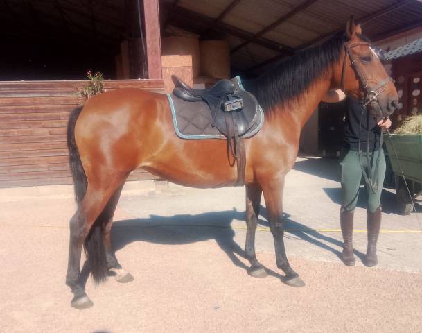 Merrie Ras onbekend Te koop 2020 Donker bruin / bai