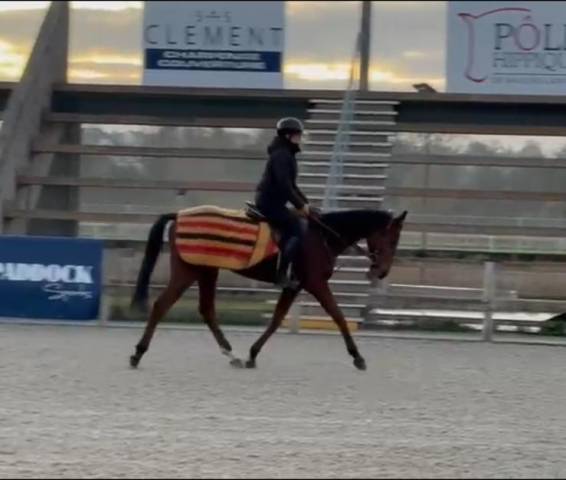 Ruin Volbloed Te koop 2023 Donker bruin / bai