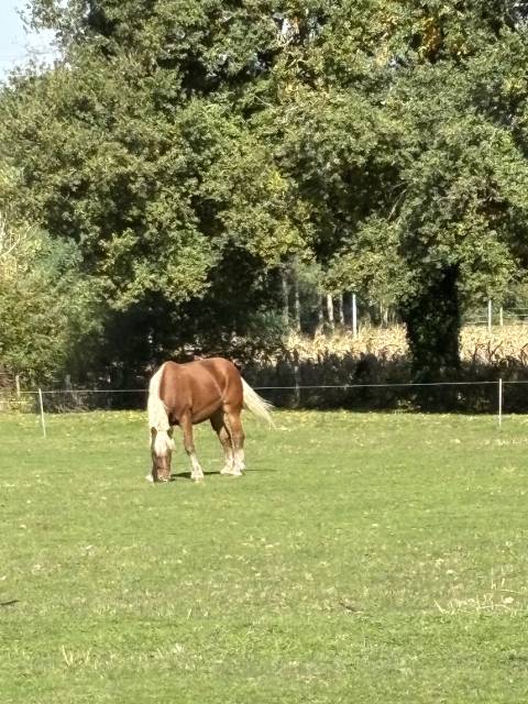 Merrie Comtois Trekpaard Te koop 2019 Vos ,  BIMBO DE LESCHAUD