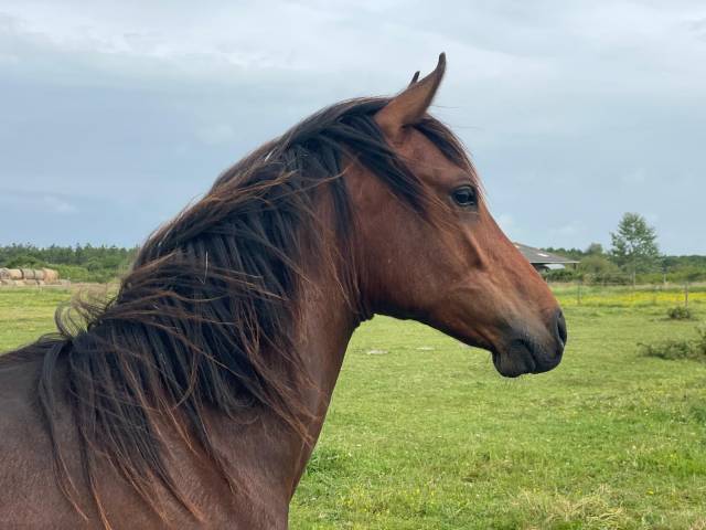 Hengst Bekend ras Te koop 2024 Donker bruin / bai ,  NERZH AR MOR KERSIDAL