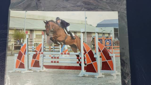 Ruin Selle Français Te koop 2010 Donker bruin / bai ,  DIAMANT DE SEMILLY