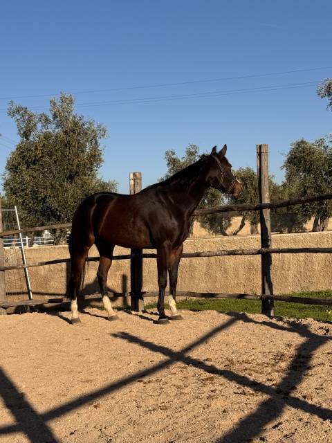 Merrie Quarter Horse Te koop 2021 Bruin / Bai ,  COLONELS SHINING GUN