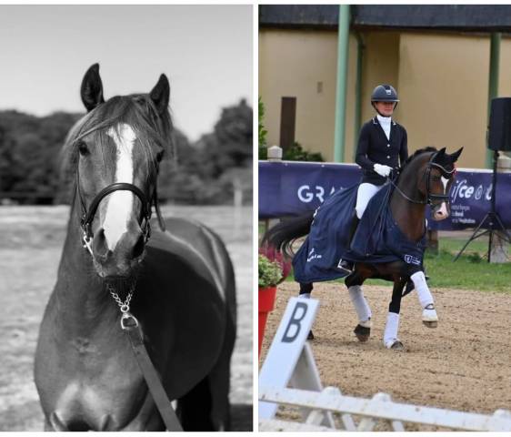 Veulen (ml) Franse rijpony PFS Te koop 2025 Overige kleuren ,  RM Most Beautiful Boy