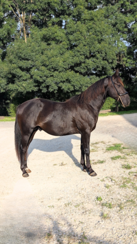 Hengst Quarter Horse Te koop 2023 Zwart