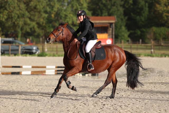 Merrie Franse rijpony PFS Te koop 2018 Bruin / Bai ,  Noir sur Blanc Mahoud PFS (Linaro)