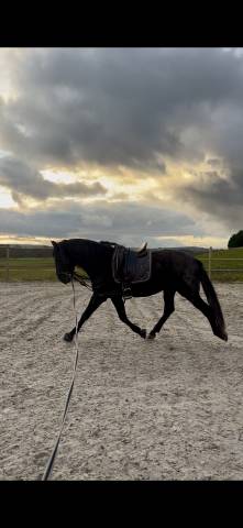 Hengst PRE Puur Ras Spaans Te koop 2021 Zwart
