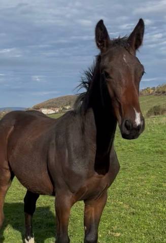 Veulen (ml) Selle Français Te koop 2025 Bruin / Bai ,  diarado