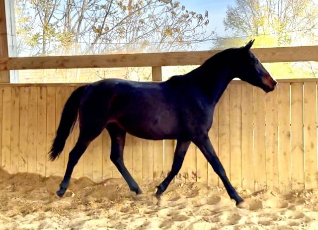 Merrie AES Anglo European Studbook Te koop 2023 Bruin / Bai ,  idem du peyron