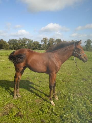 Veulen (vr) Selle Fran&ccedil;ais Te koop 2025 Donker bruin / bai ,  Kasall Des For&ecirc;ts