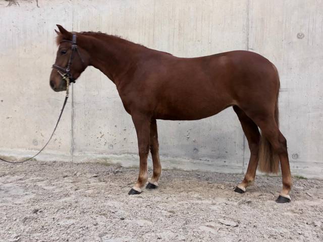 Merrie Franse rijpony PFS Te koop 2022 Vos ,  Melyrio D'Haryns