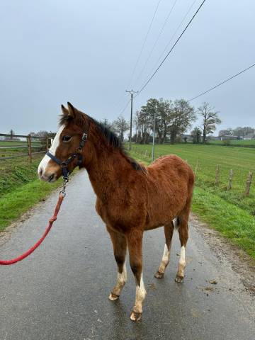 Veulen (vr) Welsh Partbred Te koop 2025 Donker bruin / bai
