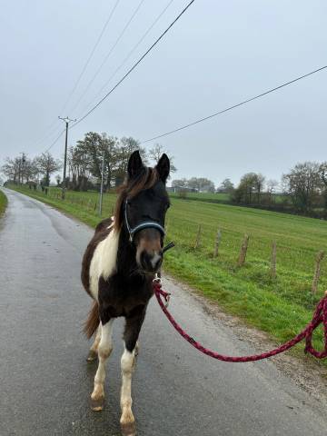 Hengst Bekend ras Te koop 2024 Bont