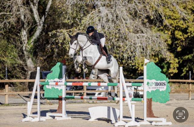 Merrie Selle Français Te koop 2019 Schimmel