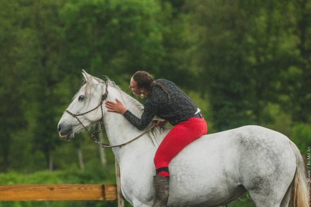 Merrie PRE Puur Ras Spaans Te koop 2018 Schimmel