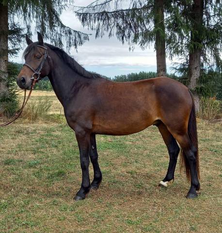 Ruin Franse rijpony PFS Te koop 2021 Bruin / Bai