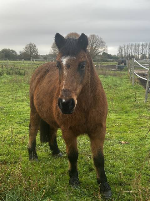 Ruin Bekend ras Te koop 2005 Donker bruin / bai