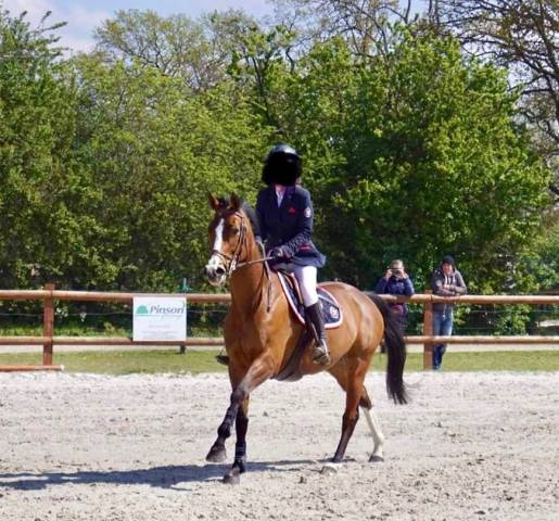 Merrie Selle Français Te koop 2011 Donker bruin / bai ,  OKE DU ROZEL