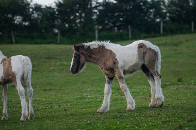 Veulen (vr) Gypsy Cob Te koop 2025 Bont