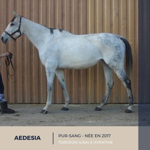 Merrie Volbloed Te koop 2017 Schimmel ,  TURGEON