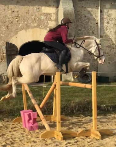 DEEP BLUE DES ZIMB - Franse rijpony PFS 2013 ,  Uniblue
