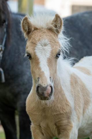 Veulen (ml) Shetland Te koop 2025 Palomino