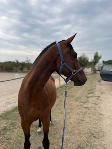 Ruin Bekend ras Te koop 2019 Donker bruin / bai