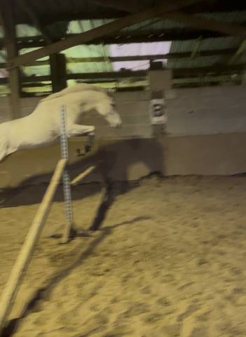 Merrie Volbloed Te koop 2014 Schimmel ,  Reliable Man