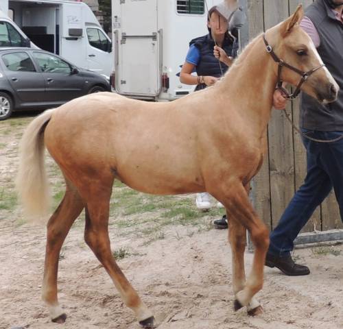 Hengst Welsh Partbred Te koop 2025 Palomino ,  Cremell&rsquo;aux Lays