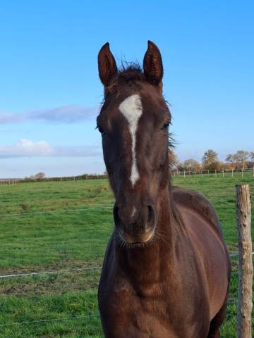 Merrie Selle Fran&ccedil;ais Te koop 2023 Koffie vos ,  D&rsquo;avie