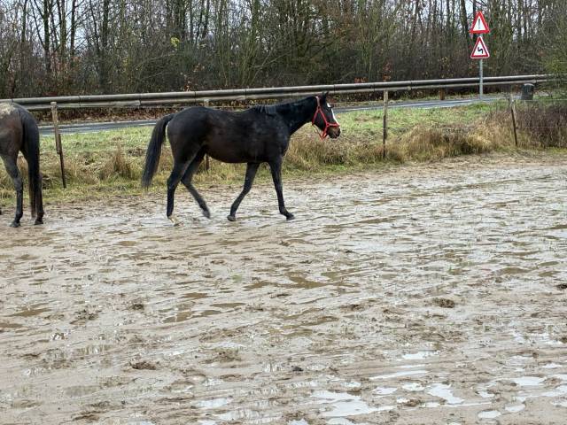 Merrie Iers halfbloed Te koop 2019 Donker bruin / bai