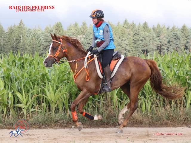 Merrie Arabier Te koop 2016 Vos ,  Valmysic de la rotja