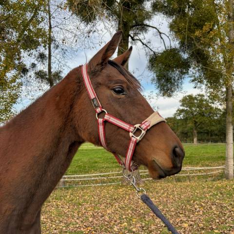 Merrie Autre Que Pur-Sang (Geen volbloed) Te koop 2023 Donker bruin / bai