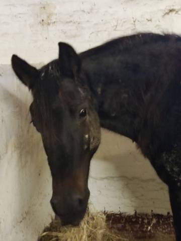 Merrie PRE Puur Ras Spaans Delen 2004 Donker bruin / bai ,  ISLENO