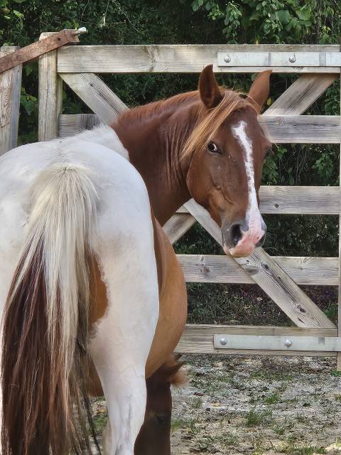 Draagmerrie Bekend ras Te koop 2019 Bont