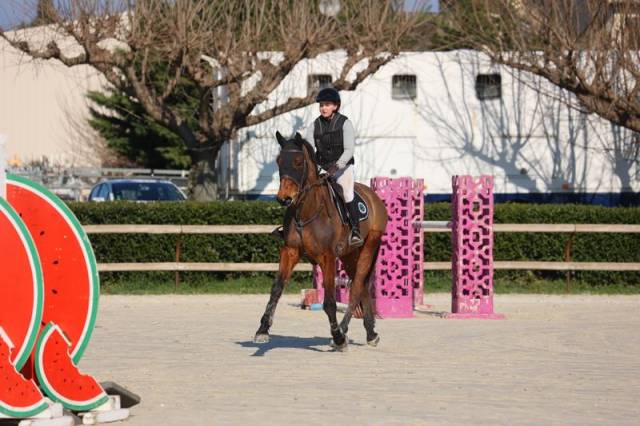 Ruin Selle Français Te koop 2019 Donker bruin / bai