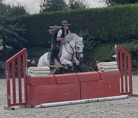 Merrie Andere pony rassen Te koop 2016 Schimmel