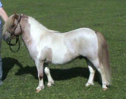 Tawna Neptune - Shetland 2008 ,  KERSWELL RUSSET