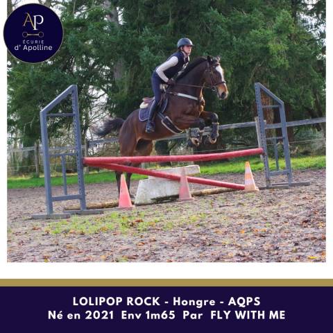 Ruin Autre Que Pur-Sang (Geen volbloed) Te koop 2021 Donker bruin / bai