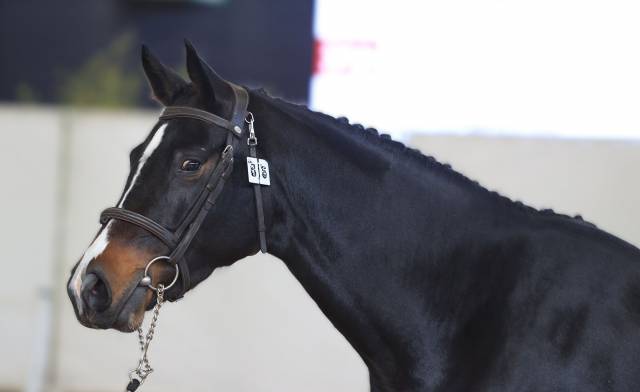 Merrie Selle Français Te koop 2022 Bruin / Bai ,  Conthargos