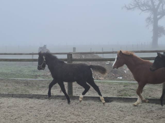 Ruin Welsh Pony (Section B) Te koop 2025 Schimmel