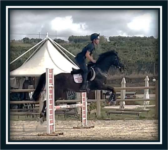 Ruin Engelse rijpony Te koop 2018 Bruin / Bai ,  GREENGAGE  FOOL