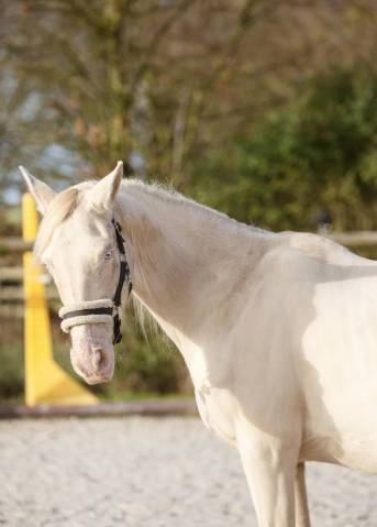 Merrie Ras onbekend Te koop 2017 Perlino