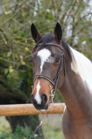 Merrie Selle Fran&ccedil;ais Te koop 2022 Donker bruin / bai ,  IDEAL COMBE AUX LOUP