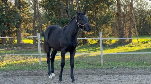Veulen (ml) Selle Fran&ccedil;ais Te koop 2025 Zwart