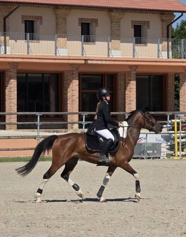 Merrie Andere pony rassen Te koop 2014 Overige kleuren