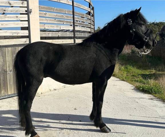 Ruin Pottok Te koop 2023 Zwart